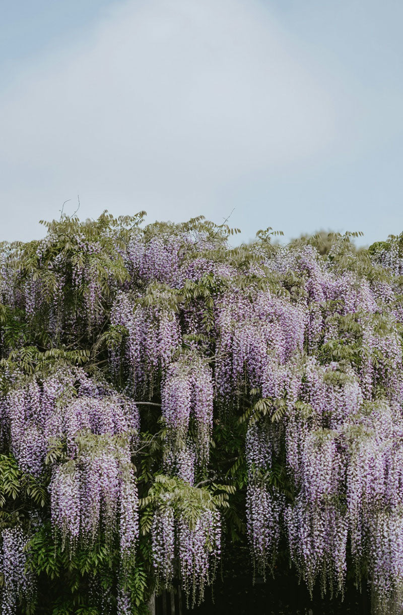 Scenes from gardens featured on EDEN ROWE